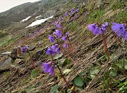 39  Soldanelle alpine sul sent. 109 per i Laghi di Ponteranica...